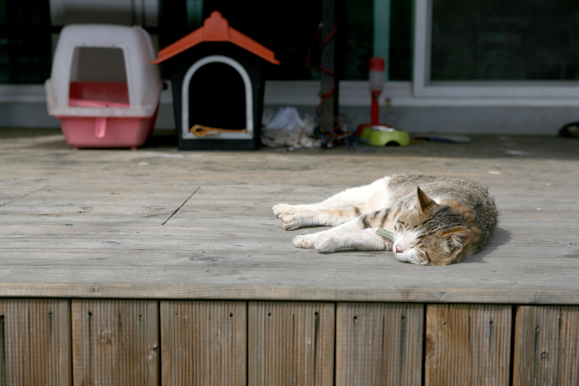 terrasse animaux